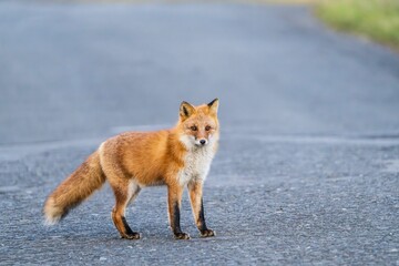 北海道の冬を迎えるモフモフの可愛いキタキツネ