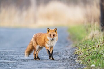 北海道の冬を迎えるモフモフの可愛いキタキツネ