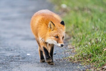 北海道の冬を迎えるモフモフの可愛いキタキツネ