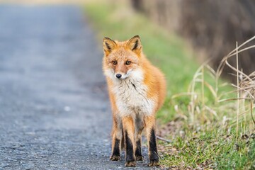 北海道の冬を迎えるモフモフの可愛いキタキツネ