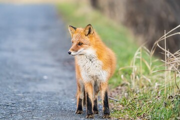北海道の冬を迎えるモフモフの可愛いキタキツネ