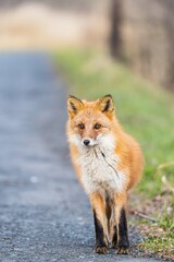 北海道の冬を迎えるモフモフの可愛いキタキツネ