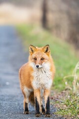 北海道の冬を迎えるモフモフの可愛いキタキツネ