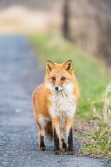 北海道の冬を迎えるモフモフの可愛いキタキツネ