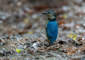 A male Giant Pitta on the rainforest floor looking for earthworm as meal.