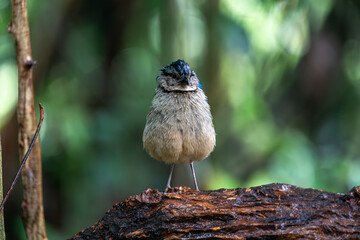 Male Giant Pitta perched on a log wood in rain forest in Borneo with bokeh background.
