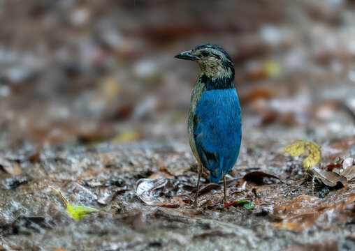 A male Giant Pitta on the rainforest floor looking for earthworm as meal.