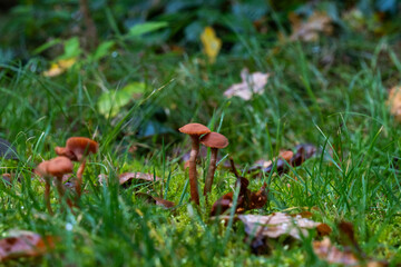 Filigrane Pilze im Moos 1