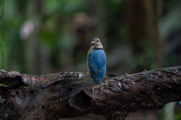 A male Giant Pitta , which is very exclusive gems in rainforest of Malaysia.This is the biggest pitta species in the world.