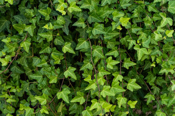 Green Ivy Foliage leaves background.