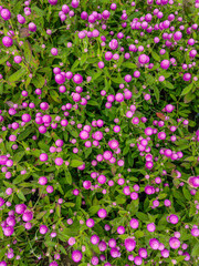 A field of pink flowers in a sunny day outdoors gardens