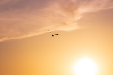 Oiseau volant devant un ciel de coucher de soleil orange, soleil visible en bas à droite, quelques nuages