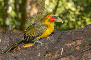 Saffron Toucanet or Araçari-Banana bird  of the Atlantic Forest - South East Brazil - South America (Pteroglossus bailloni)