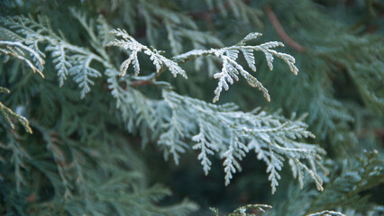 Photo texture of a Christmas tree. Background of coniferous trees. Christmas tree in the snow. Size...