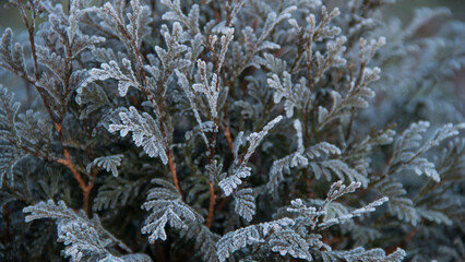 Photo texture of a Christmas tree. Background of coniferous trees. Christmas tree in the snow. Size 4K