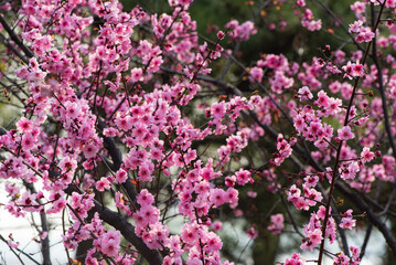 Spring arrives, and everything along the garden riverbank is renewed. Plants grow tender shoots and bloom with colorful flowers, presenting beautiful background materials