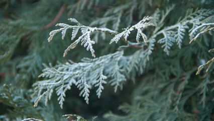 Photo texture of a Christmas tree. Background of coniferous trees. Christmas tree in the snow. Size 4K