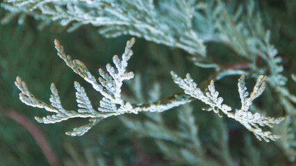 Photo texture of a Christmas tree. Background of coniferous trees. Christmas tree in the snow. Size 4K