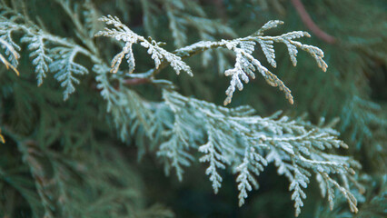 Photo texture of a Christmas tree. Background of coniferous trees. Christmas tree in the snow. Size 4K