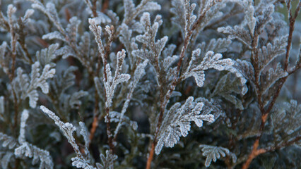 Photo texture of a Christmas tree. Background of coniferous trees. Christmas tree in the snow. Size 4K
