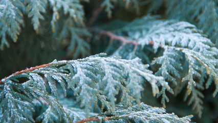 Photo texture of a Christmas tree. Background of coniferous trees. Christmas tree in the snow. Size 4K