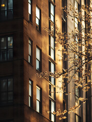 Minimalism, City View Close Up, Blooming Spring, Buildings Beautiful Cityscape, Urban View, Beautiful Architecture