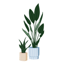 Potted house plants. Big and small foliage houseplants growing in planters. Indoor home decoration with leaf.