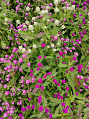 A field of pink flowers in a sunny day outdoors gardens