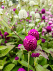 A field of pink flowers in a sunny day outdoors gardens