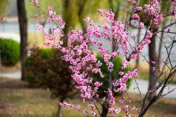 Spring arrives, and everything along the garden riverbank is renewed. Plants grow tender shoots and...