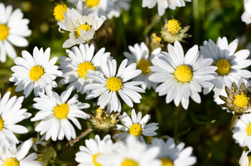 flowers growing in rural areas. wild white daisy photos.