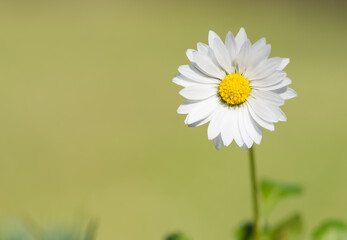 flowers growing in rural areas. wild white daisy photos.