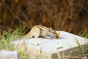 Squirrel eating food 