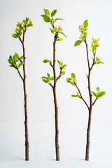 A group of three branches with white flowers and green leaves