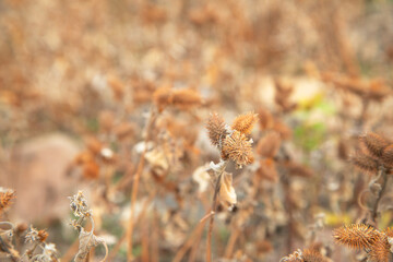 Prickly wild plant in nature.