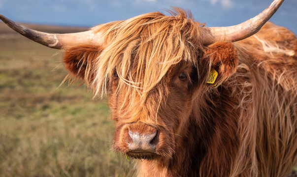 highland cow with horns