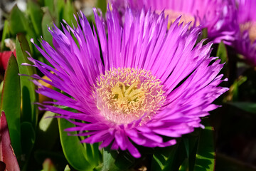 peaceful flowers in nature and natural environment