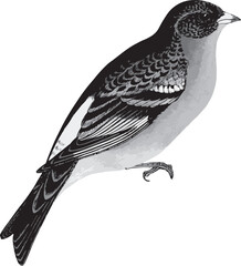 Brambling or mountain finch, Fringilla montifringilla, passerine bird, Wildlife art, Victorian, 19th Century stock illustration