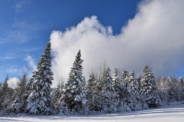 A snow-covered forest after the storm, Sainte-Apolline, Québec, Canada
