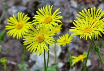 photos of yellow flowers growing at high altitude