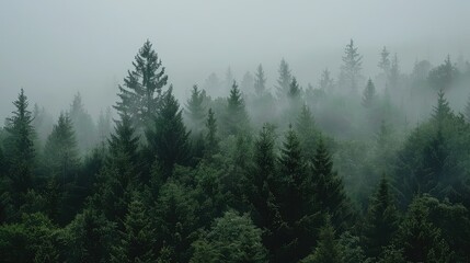 Fototapeta premium Misty Forest Landscape Capturing Serene Natural Beauty