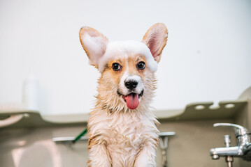 beautiful corgi bathes under a shush with foam in a grooming salon