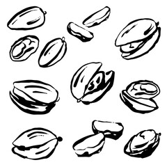 Set of pistachios, vector, isolated. Hand draw, ink with texture and brush strokes.