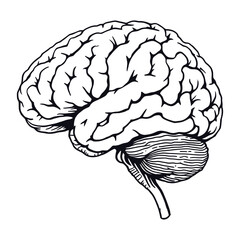 Detailed Anatomical Illustration of the Human Brain