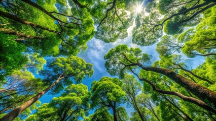 Looking Up at the Green Canopy of Trees with Sunlight Filtering Through Leaves in a Vibrant Forest
