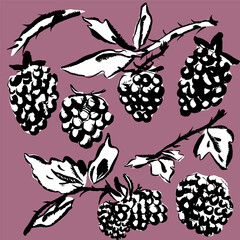 Blackberry sketch, brush, ink, doodle with texture. Vector, isolated. Hand drawn.