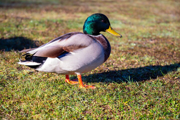 handsome male duck on green grass