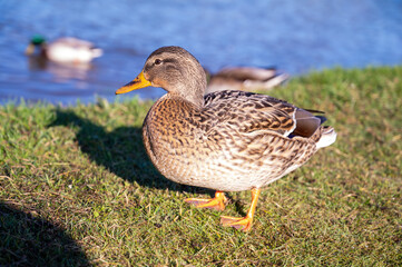 Fototapeta premium gray duck on the background of the lake