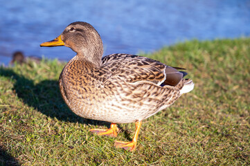 gray duck on the background of the lake
