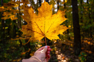 yellow autumn maple leaf in a woman's hand against a forest background